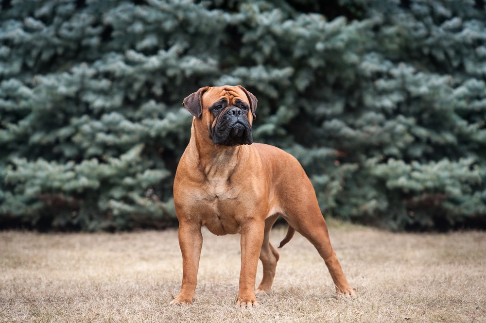 Bull Mastiff