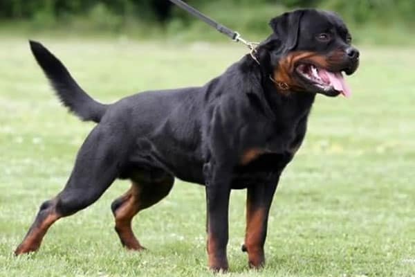 Rottweiler