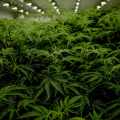 Grow Cannabis Beginners Guide