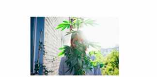 grow your own cannabis