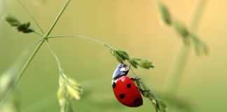 What do ladybugs eat