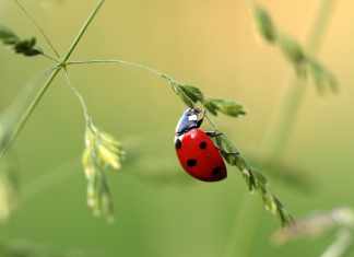 What do ladybugs eat