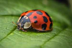 What do ladybugs eat