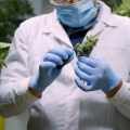 THC Affects Your Body