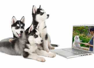 Online Puppy Training