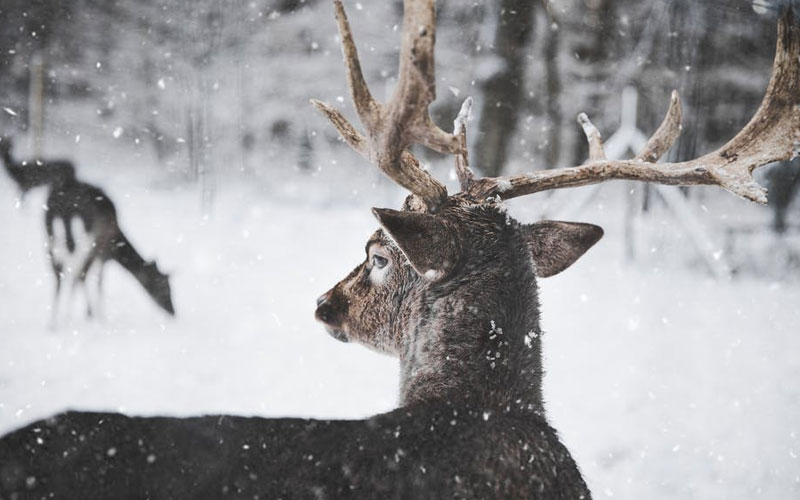 antler velvet