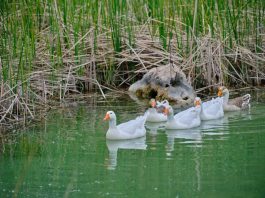 What to Wear When Duck Hunting Duck Hunting