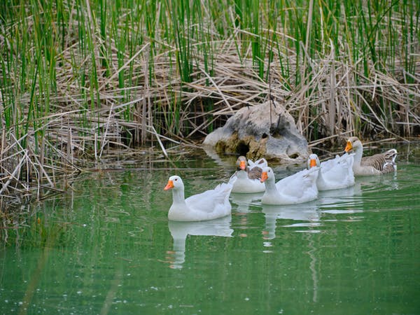 Duck Hunting