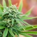 Cannabis