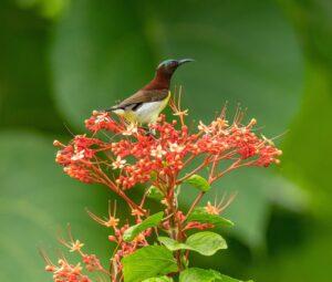 Xantus Hummingbird