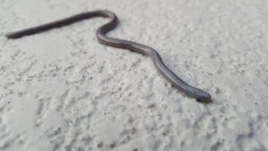 Brahminy Blind Snake: Exploring Habitat, Characteristics, Behavior
