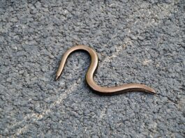 Brahminy Blind Snake