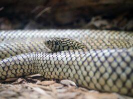 Top 10 Rarest Snakes in the World and Where You Find Them