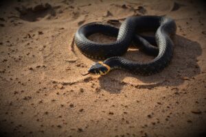 Corn Snake