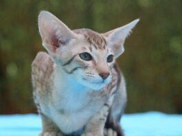 Oriental Shorthair