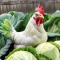 can chickens eat cabbage