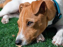 do spayed dogs go in heat