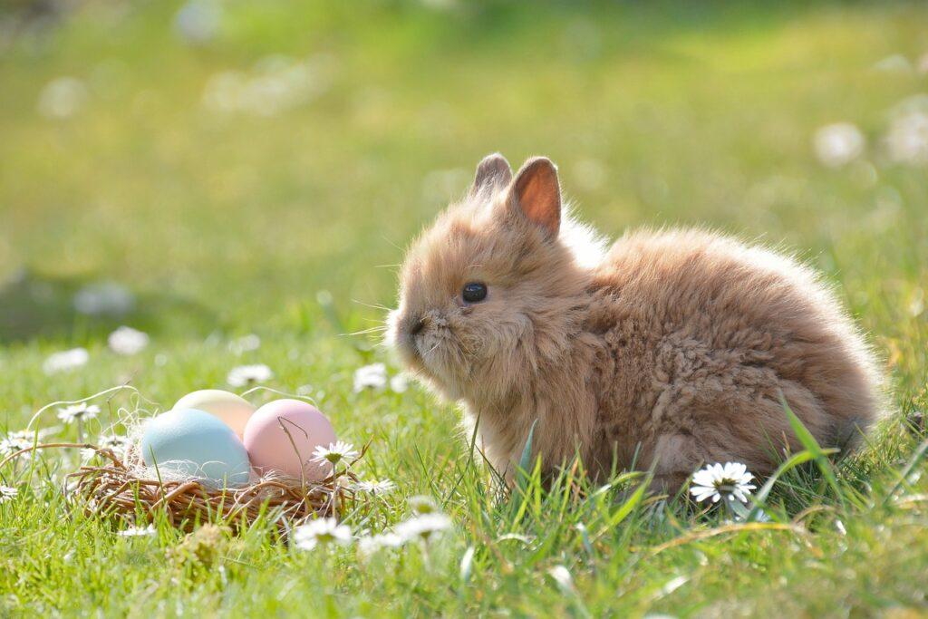 Do Rabbits Lay Eggs and Where Did This Belief Come From?
