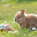 Do Rabbits Lay Eggs and Where Did This Belief Come From?