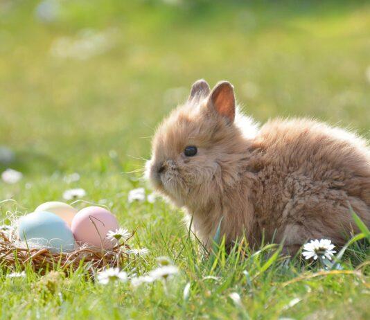 Do Rabbits Lay Eggs and Where Did This Belief Come From?