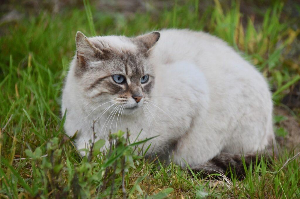 Lynx Point Siamese