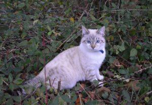 Lynx Point Siamese