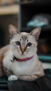 Lynx Point Siamese