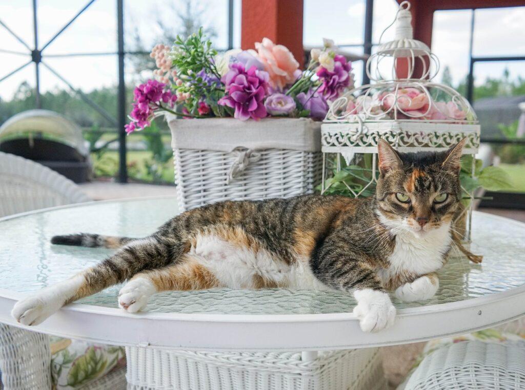 Male Calico Cat Price and Why You Should Adopt Them