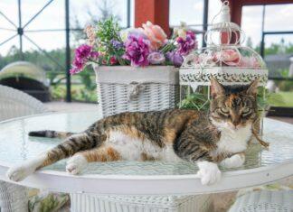 Male Calico Cat Price and Why You Should Adopt Them