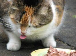 Can Cats Eat Canned Chicken