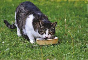 Can Cats Eat Canned Chicken