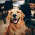 Short Haired Large Breed Dogs