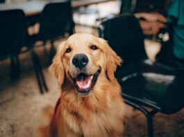 Short Haired Large Breed Dogs