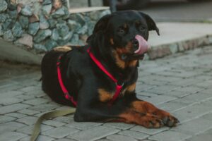 Short Haired Large Breed Dogs