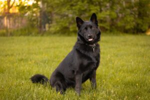 Black Dog with Pointy Ears