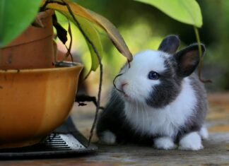 Rabbit Tail Length