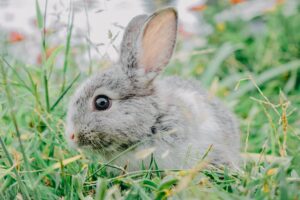 Rabbit Tail Length