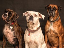 Side Effects of Deworming Dog and How to Prevent Them
