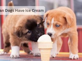 Can Dogs Have Ice Cream? A Safe Treat or a Risky Indulgence? Can Dogs Have Ice Cream