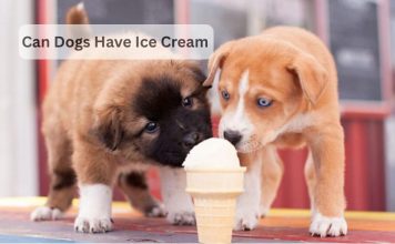 Can Dogs Have Ice Cream