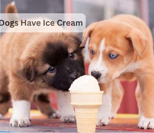 Can Dogs Have Ice Cream