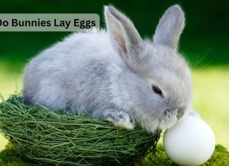 Do Bunnies Lay Eggs