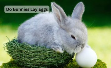 Do Bunnies Lay Eggs? Let’s Clear the Confusion! Do Bunnies Lay Eggs
