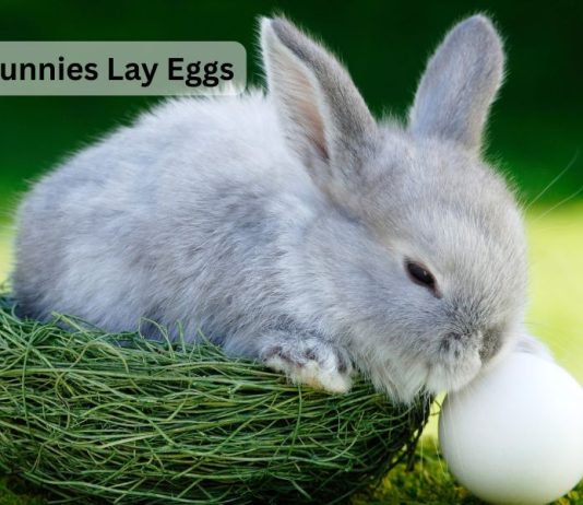 Do Bunnies Lay Eggs? Let’s Clear the Confusion! Do Bunnies Lay Eggs