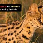 can a serval cat kill a human