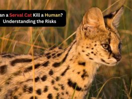 Can a Serval Cat Kill a Human? Understanding the Risks can a serval cat kill a human