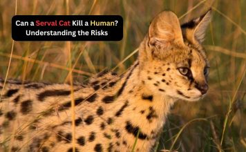 Can a Serval Cat Kill a Human? Understanding the Risks can a serval cat kill a human