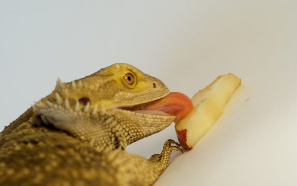 Bearded Dragons