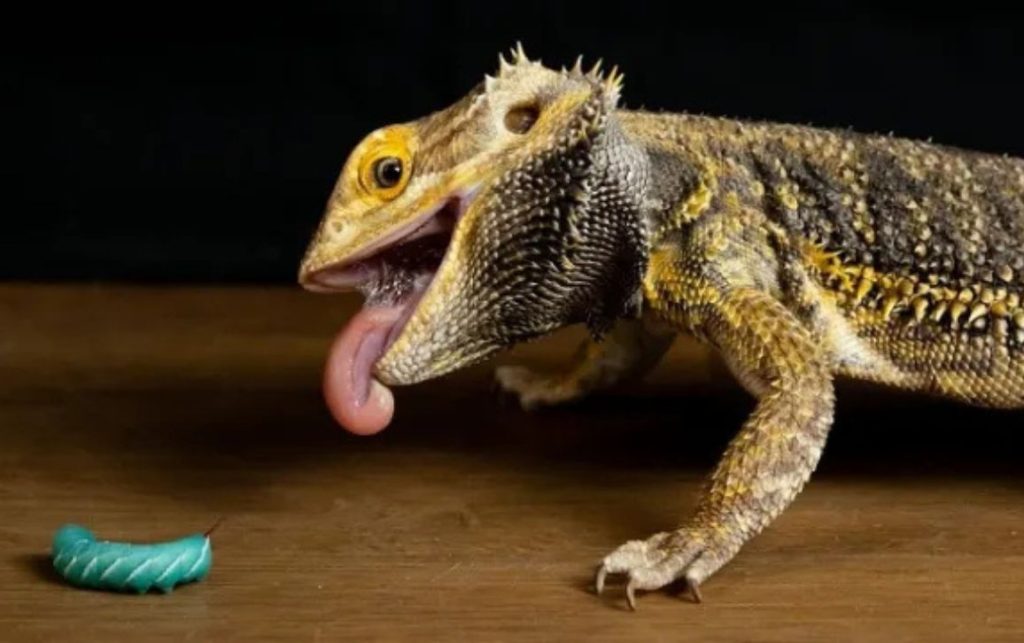 Bearded Dragons Eat