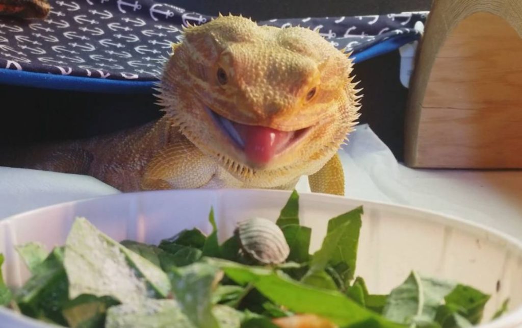 Juvenile Bearded Dragon Eat